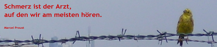 Gr&uuml;nfink auf Stacheldraht